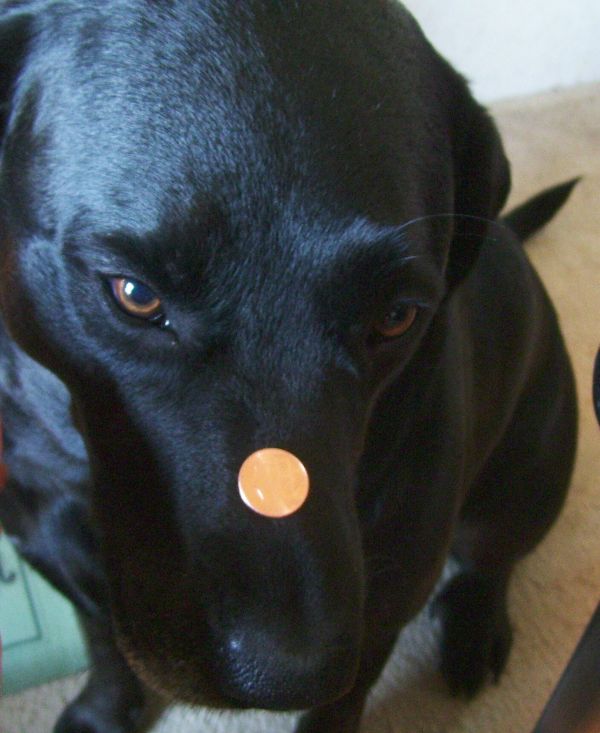 Local-Copper-Thief-Finally-Caught!