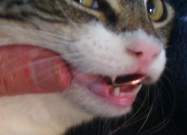 Am-I-The-Only-Guy-Here-With-A-Cat-That-Loves-Coins?