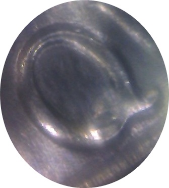 Cheap-Microscope-Suggestions