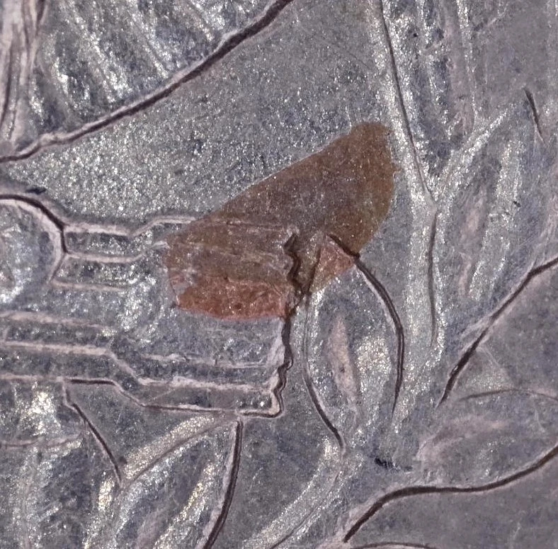 1994-D-Quarter-Copper-Showing-Below-Wing?