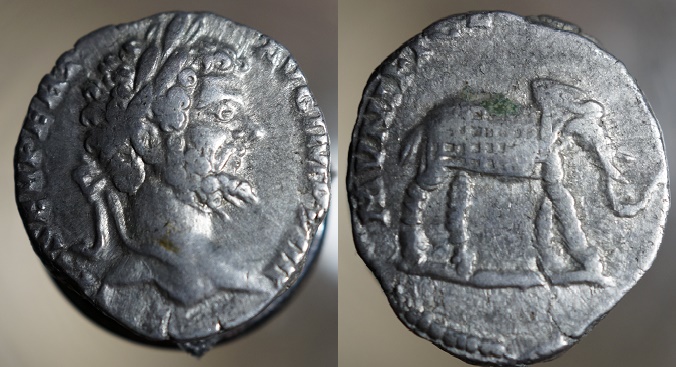 Spetimus-Severus-Elephant