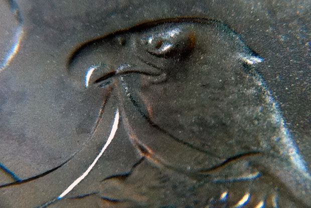 Iphone4-+-Cheap-Microscope-=-Potential-Awesome!