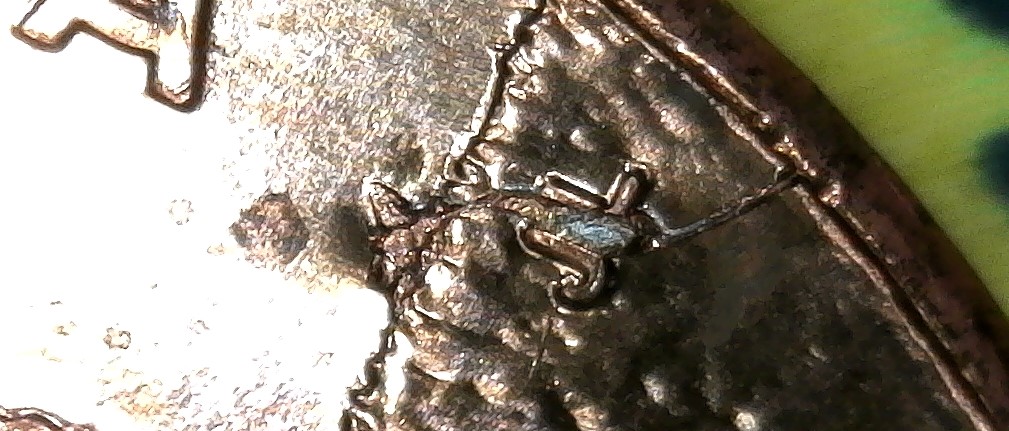 2009-LMC-Professional-Life-Find?