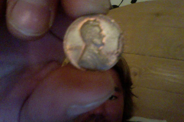 1964-No-Mint-Mark-Odd-Colored-Penny
