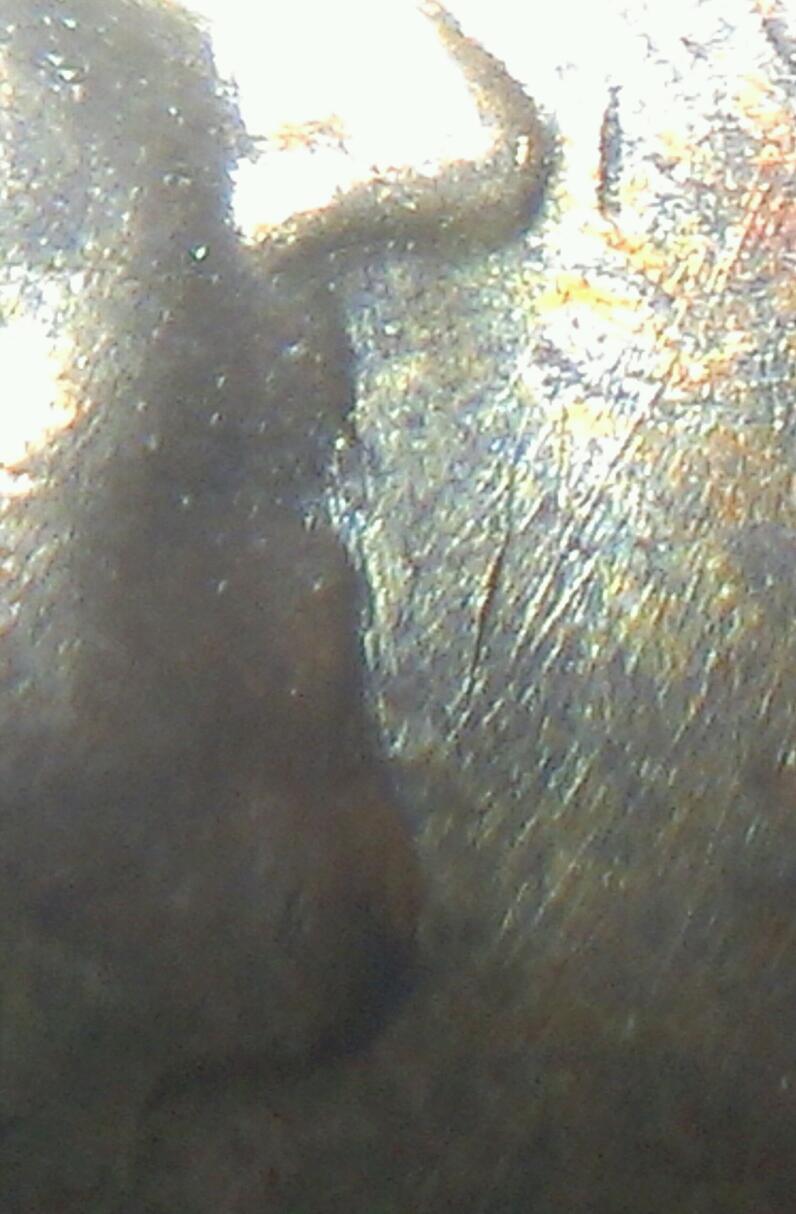 1955-Franklin-Half-Bugs?