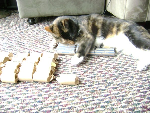 Cat-Likes-To-Roll-Hunt