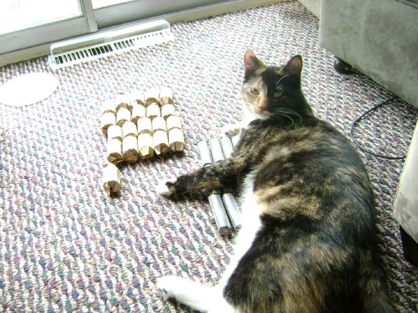 Cat-Likes-To-Roll-Hunt
