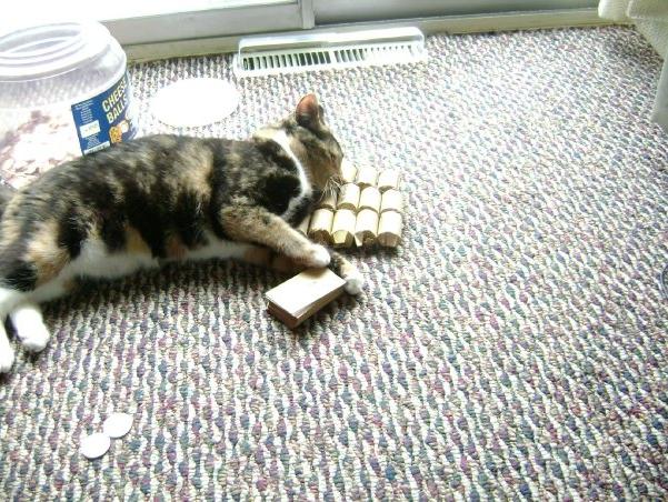 Cat-Likes-To-Roll-Hunt