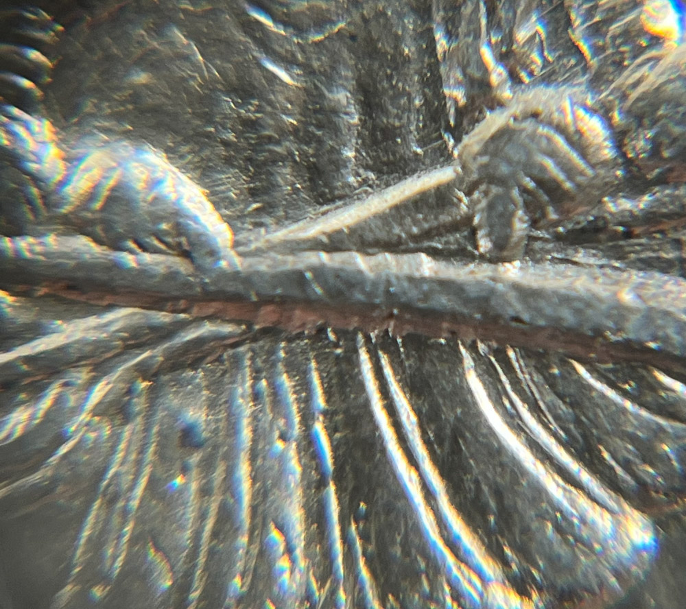 1921-P-Morgan-With-Polishing-Lines
