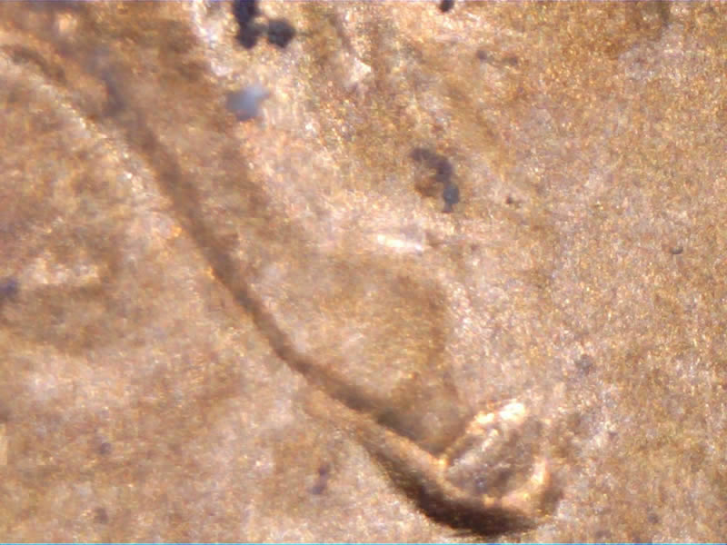 1982-Lincoln-Cent-Doubled-Die?
