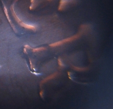 2010-LSC-Doubled-Die?