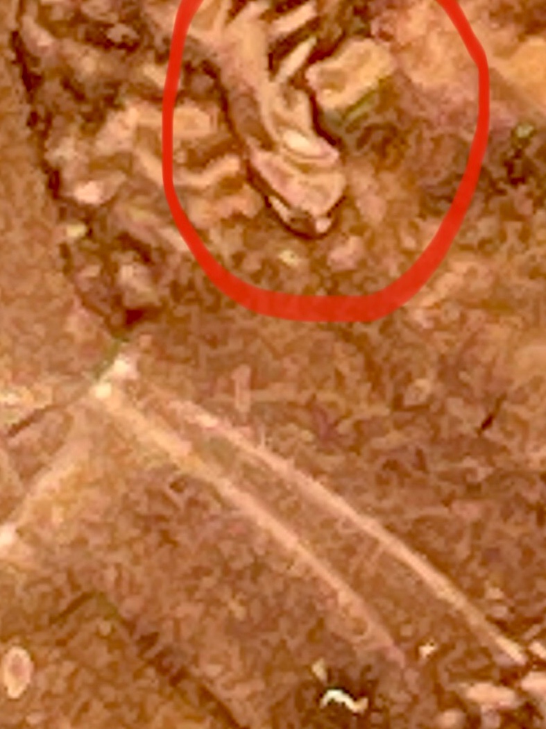2021-D-Penny-Dbl-Ear