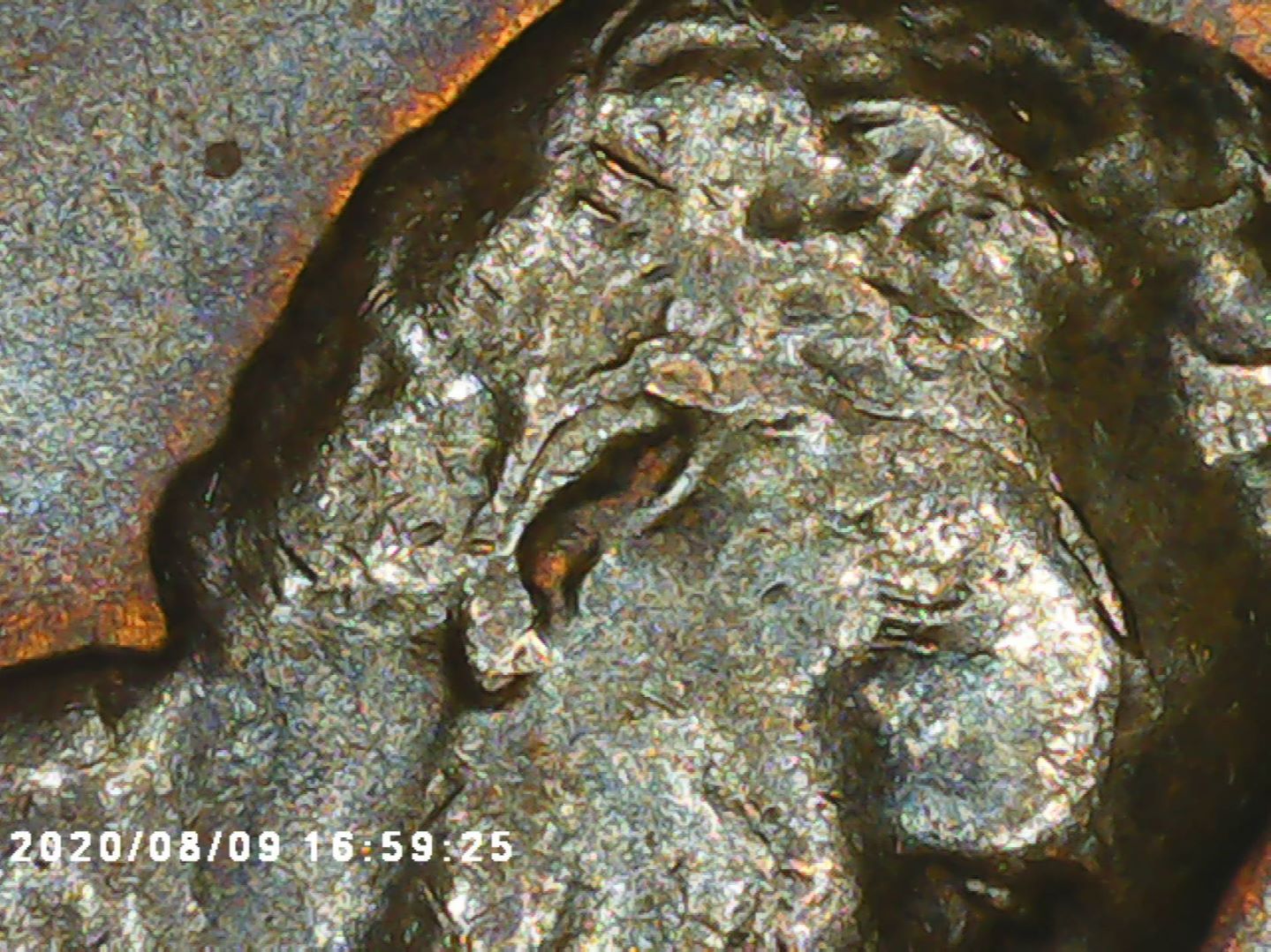 1956-D-One-Cent-Veins-In-Head-?