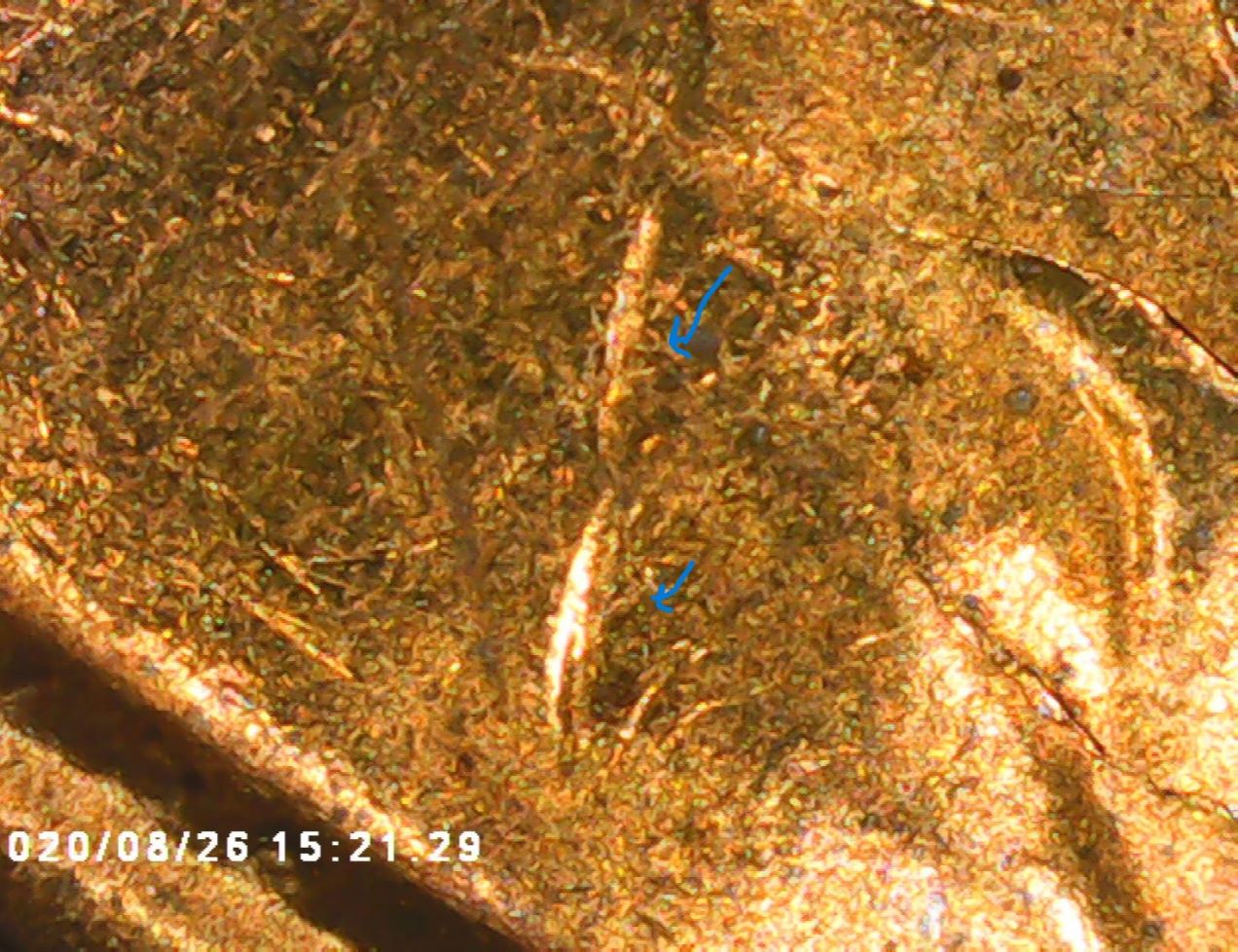 1955-S-One-Cent-Cracked-And-Raised-Areas