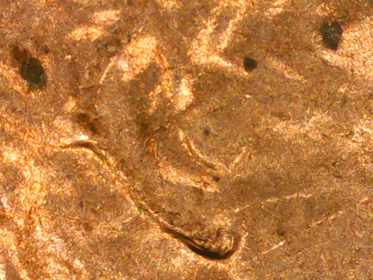 1982-D-One-Cent-DDO,-Double-Ear