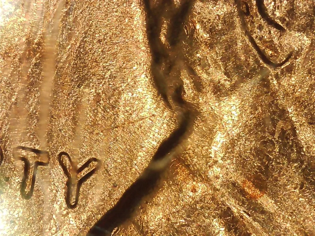 1972-D-Cent-DDO-001-ANACS-Graded.