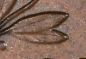 1806-Large-Cent---Grade-&-Authenticity-Request