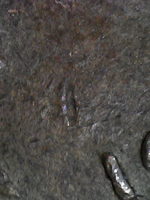 1950-S-Cent-Dropped-1