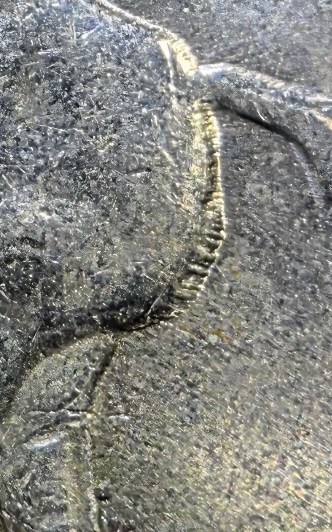 1999-Delaware-Quarter-Error?