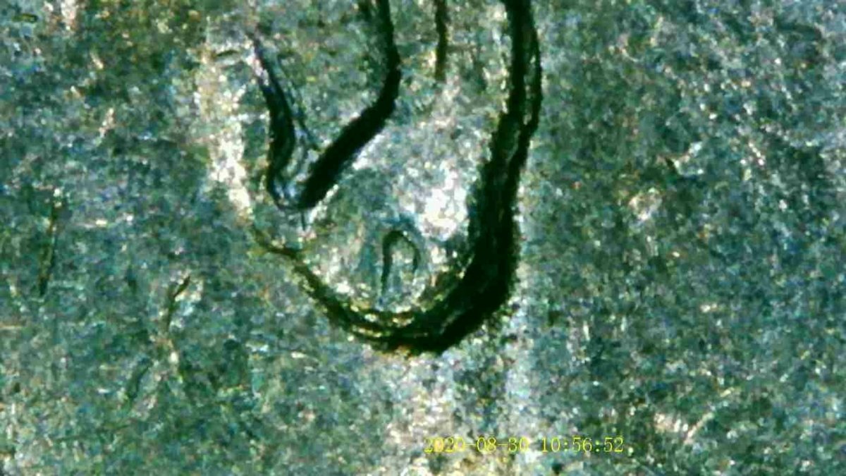 1988-D-Dime-Double-Ear?