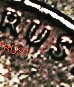 1980-DDO1