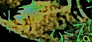 1916-5c-Buffalo-DDO?-!!