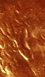 1988-1-DO-010-Confirm