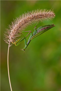 Praying-Mantis-Coin-To-Come