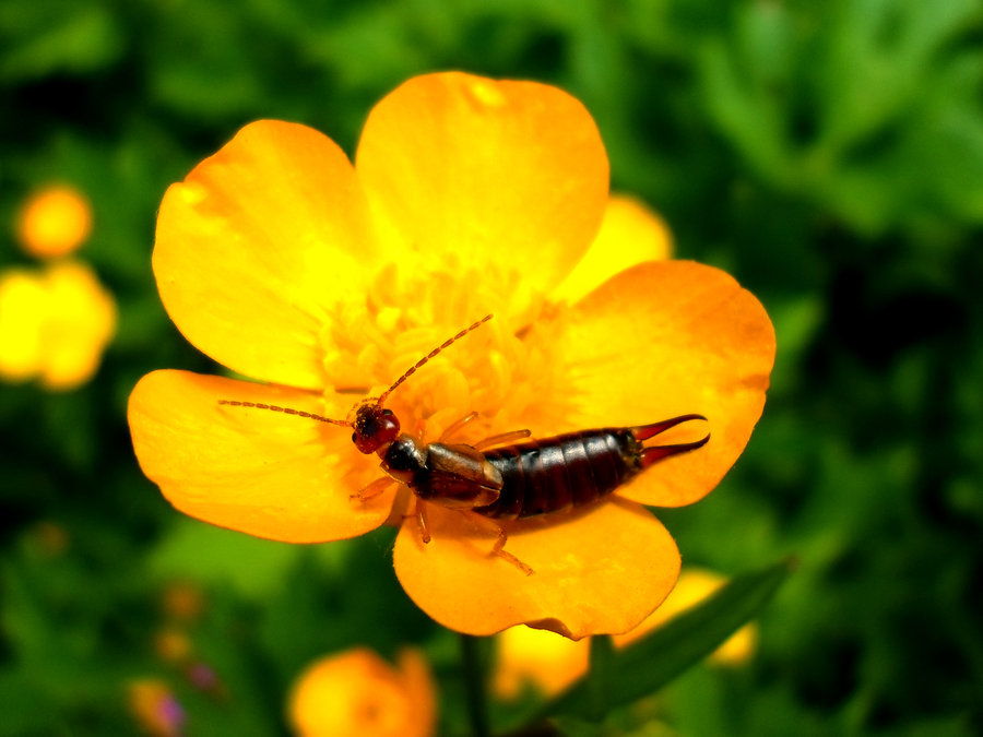 What-Insect-Will-Be-On-Next-Venetian-Glass-Silver-Coin?