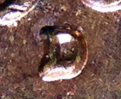1960-D-1MM-115