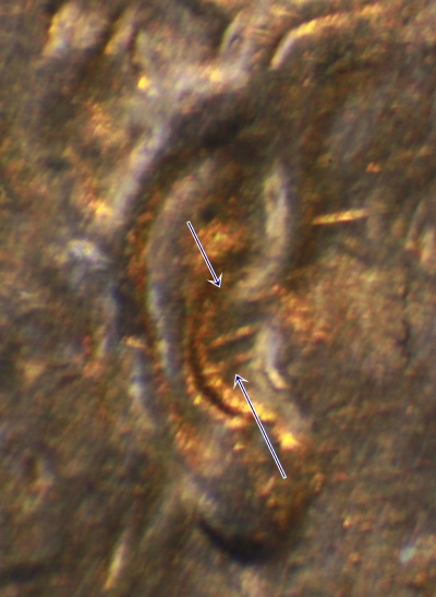 1946-D-1MM-004-Found