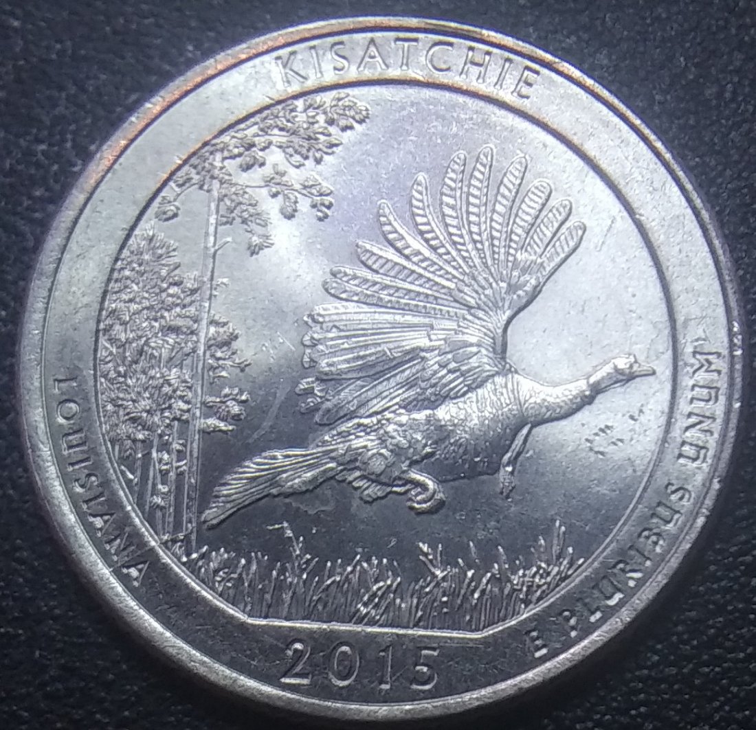 Scared-Me!-My-2015-Louisiana-Turkey-Quarter