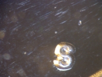 1981-S-Proof-SBA-Type-II-MM