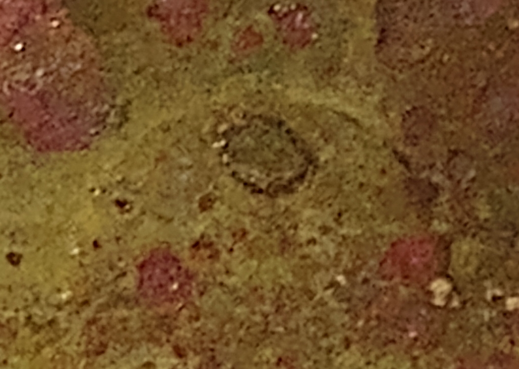 1988-Nickel-With-Green-Corrosion,-Improperly-Annealed-And/Or-Cud-Mint-Error?