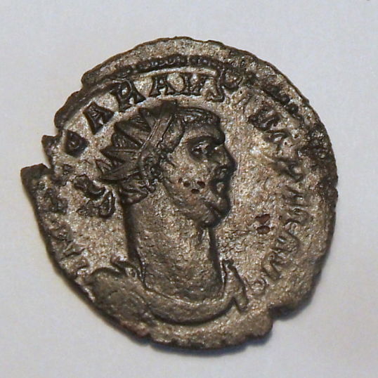 Carausius