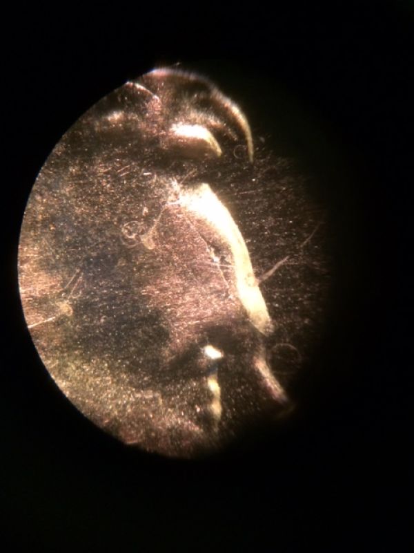 2015-P-Lincoln-Cent,-Error?