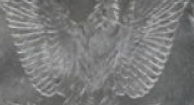 Pictures-Of-Dragon-Scale-VAMs