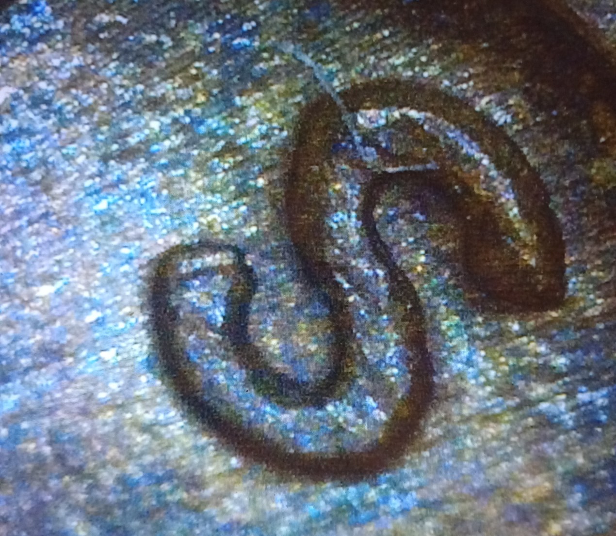 1910-P-Lincoln-Wheat-Penny