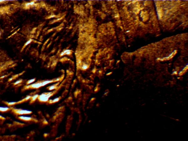 2006-Penny,-Is-This-Double-Ear?-Really-Not-Sure.