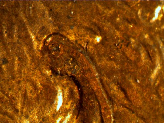 1997-Penny,-Ear-Lobe-Or-MD?