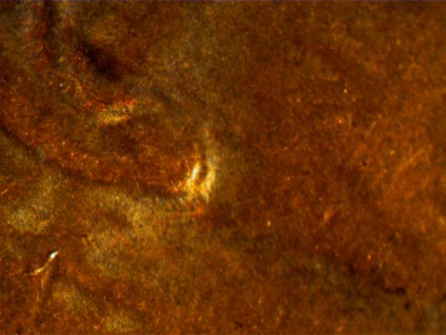 1984-Penny-Ear-Lobe-Or-MD?