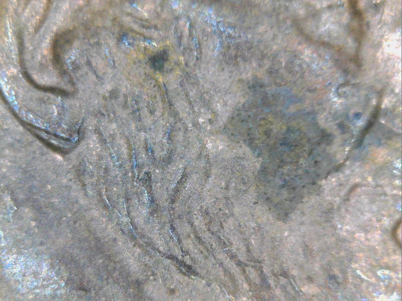 2006-Penny-I-Think-Is-A-Doule-Ear-Or-Else.