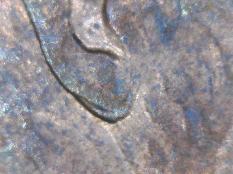 1997-Penny-Not-Sure-If-Double-Ear,-I-Know-It's-Not-The-Big-One