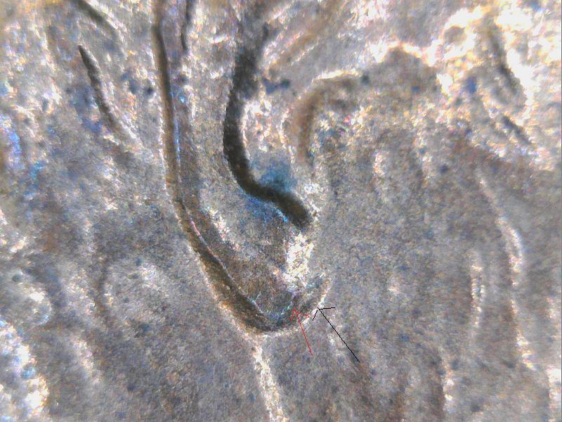 1999-Penny-Doubled-Ears-Or-Normal