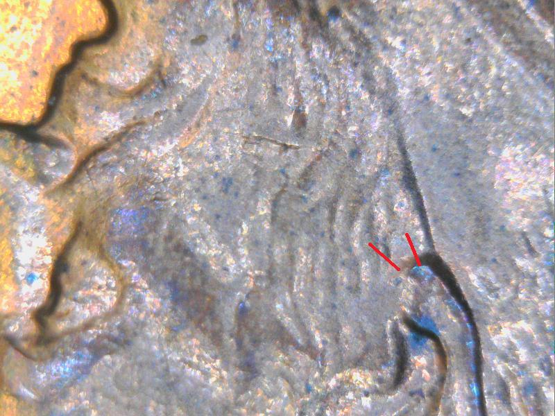 1999-Penny-Doubled-Ears-Or-Normal