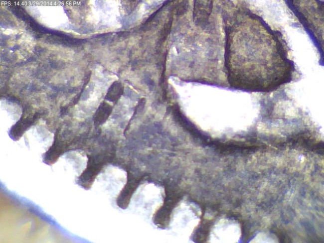 1872-25-Cents---