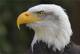 Silver-Bald-Eagle-$20-Coin