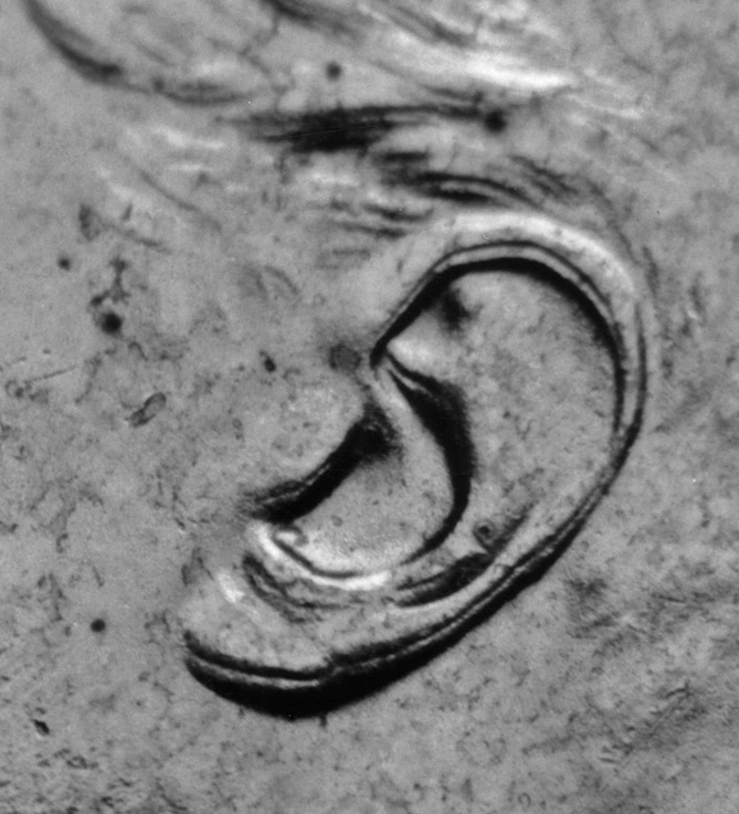 Images-Of-1946-Doubled-Die-Obverse-Dollar