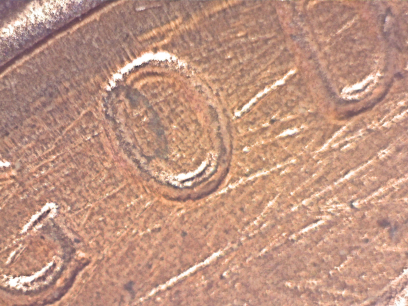 1988-P-LMC-DDO/Ddr?