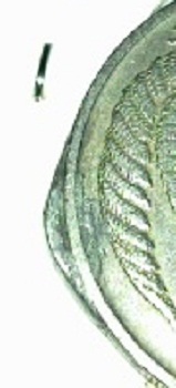 New-Zealand-1967-Twenty-Cents-Error?
